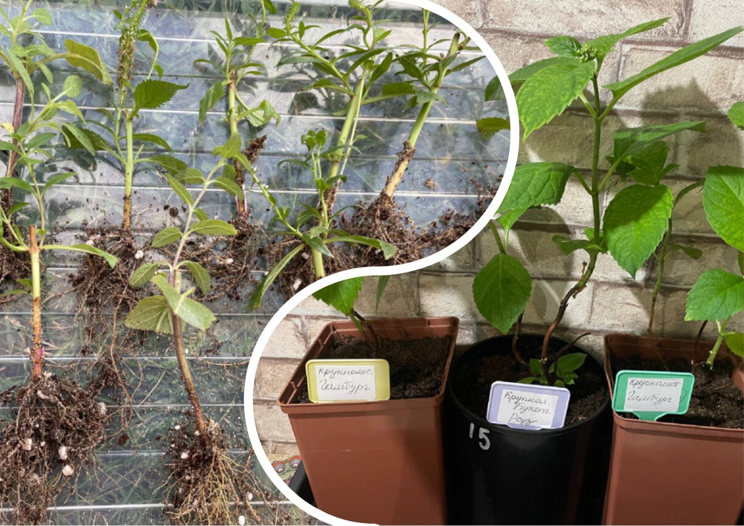 Який розчин допоможе живцям утворити корінці