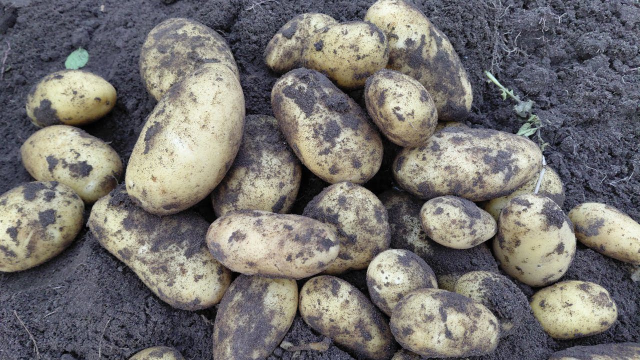 Дачники назвали дієвий спосіб, завдяки якому картопля збереже свіжість до весни
