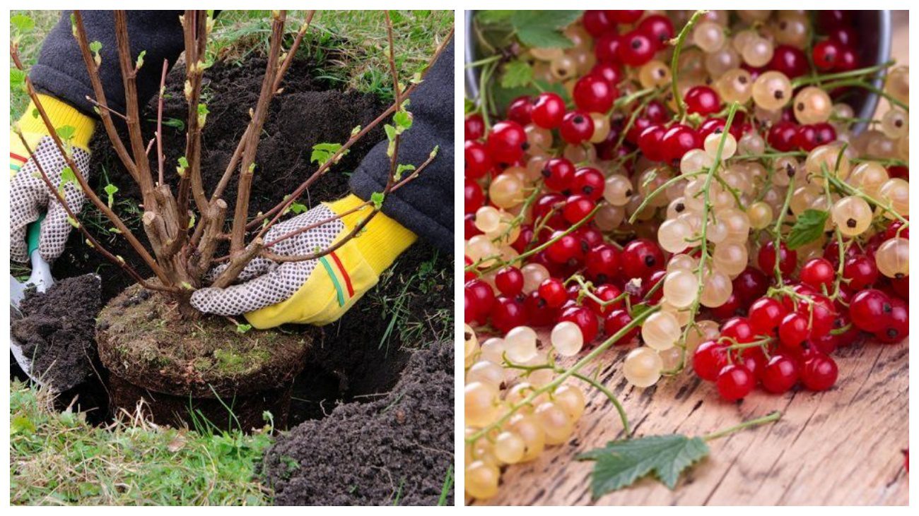 Садівники нагадали, як правильно висадити порічки восени