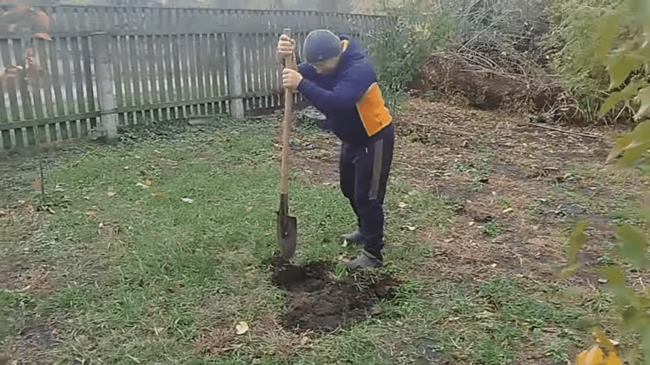 Садівники нагадали, як правильно висадити порічки восени