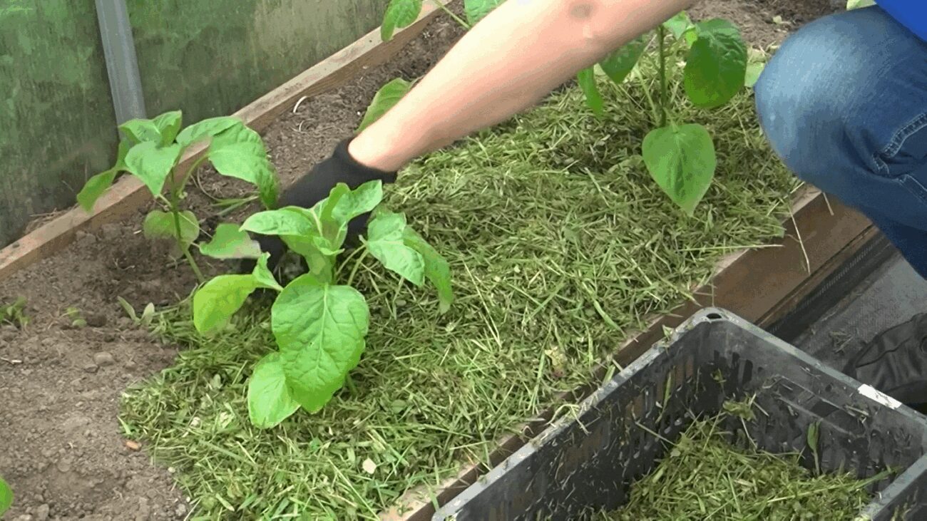 Городники розповіли, що потрібно зробити з мульчею, щоб зберегти вологість Городники розповіли, що потрібно зробити з мульчею, щоб зберегти вологість