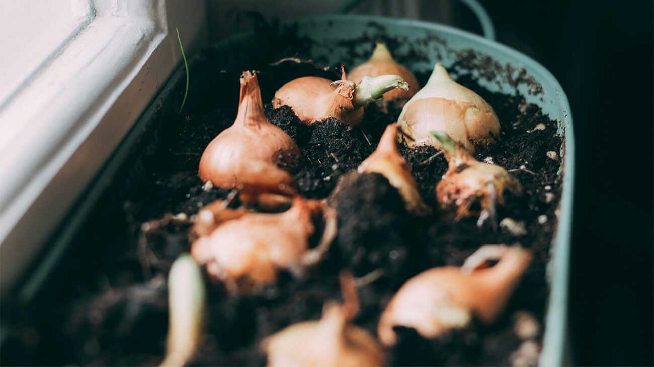 Городники розповіли, що зробити з озимою цибулею, щоб вона не стрілкувалась