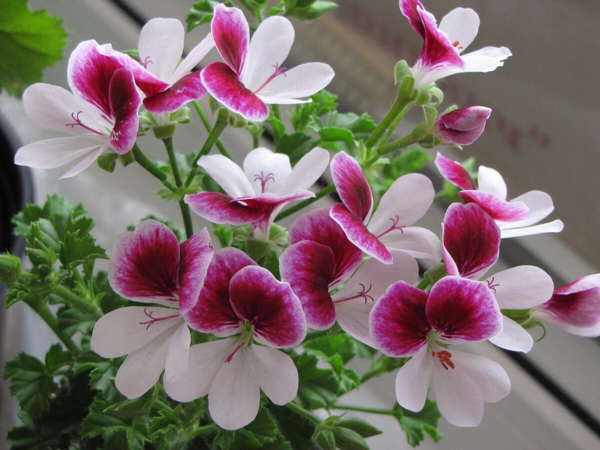 Експерти розповіли, яке добриво допоможе покращити ріст і цвітіння герані – вносять восени