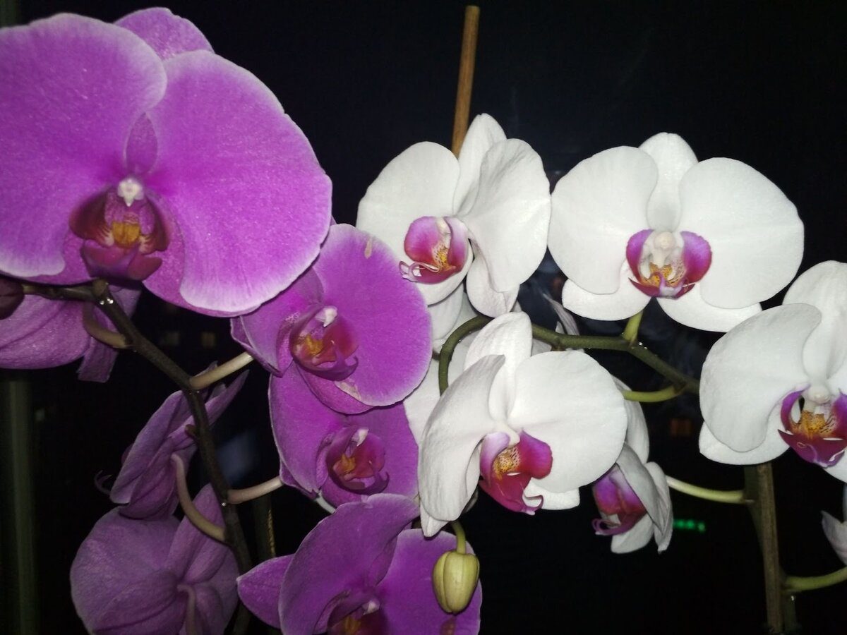 Садівники порадили добриво для пишного та тривалого цвітіння орхідеї у домашніх умовах