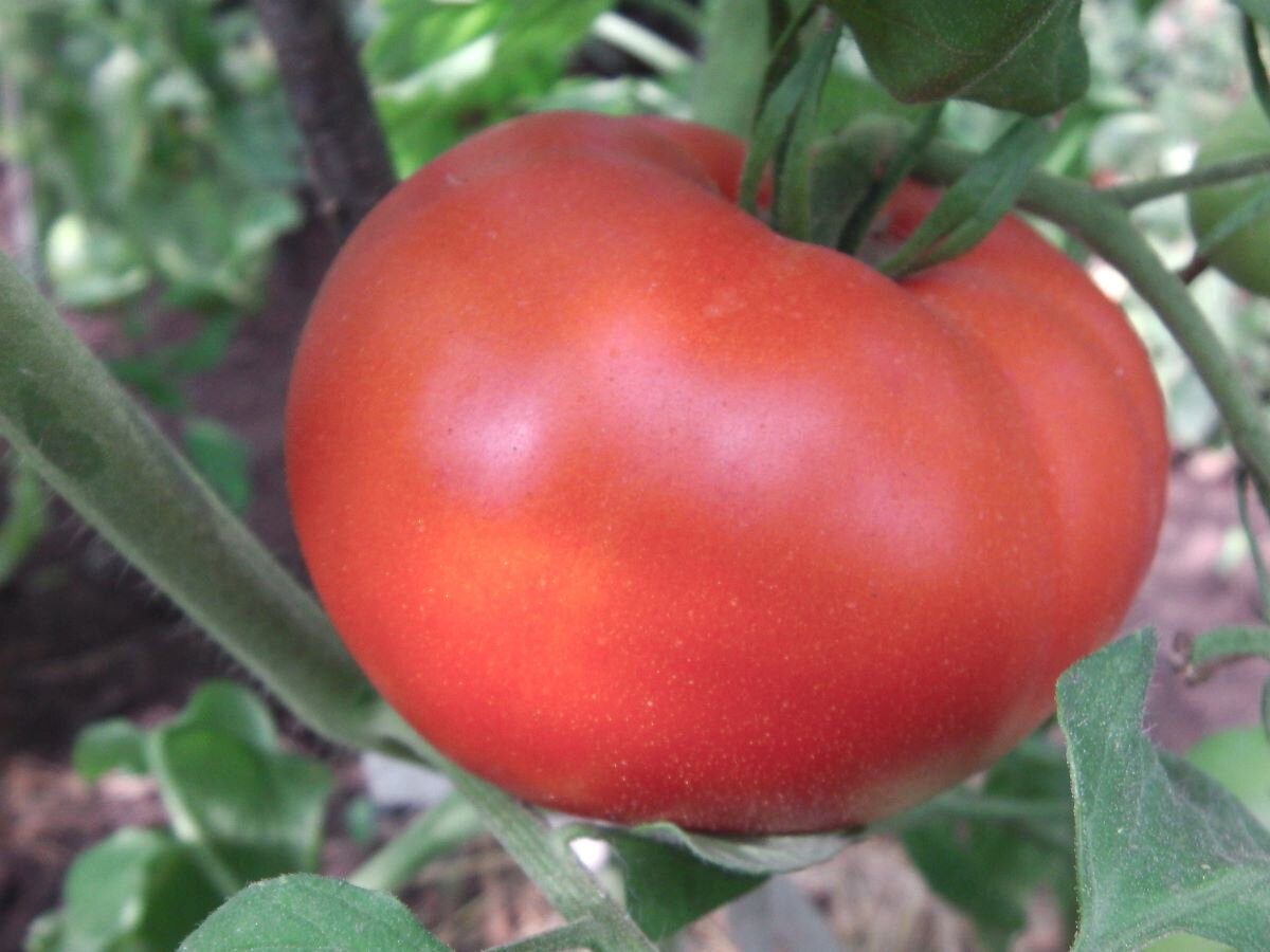 Городники розповіли, чим влітку поливати томати, щоб плоди були великими 