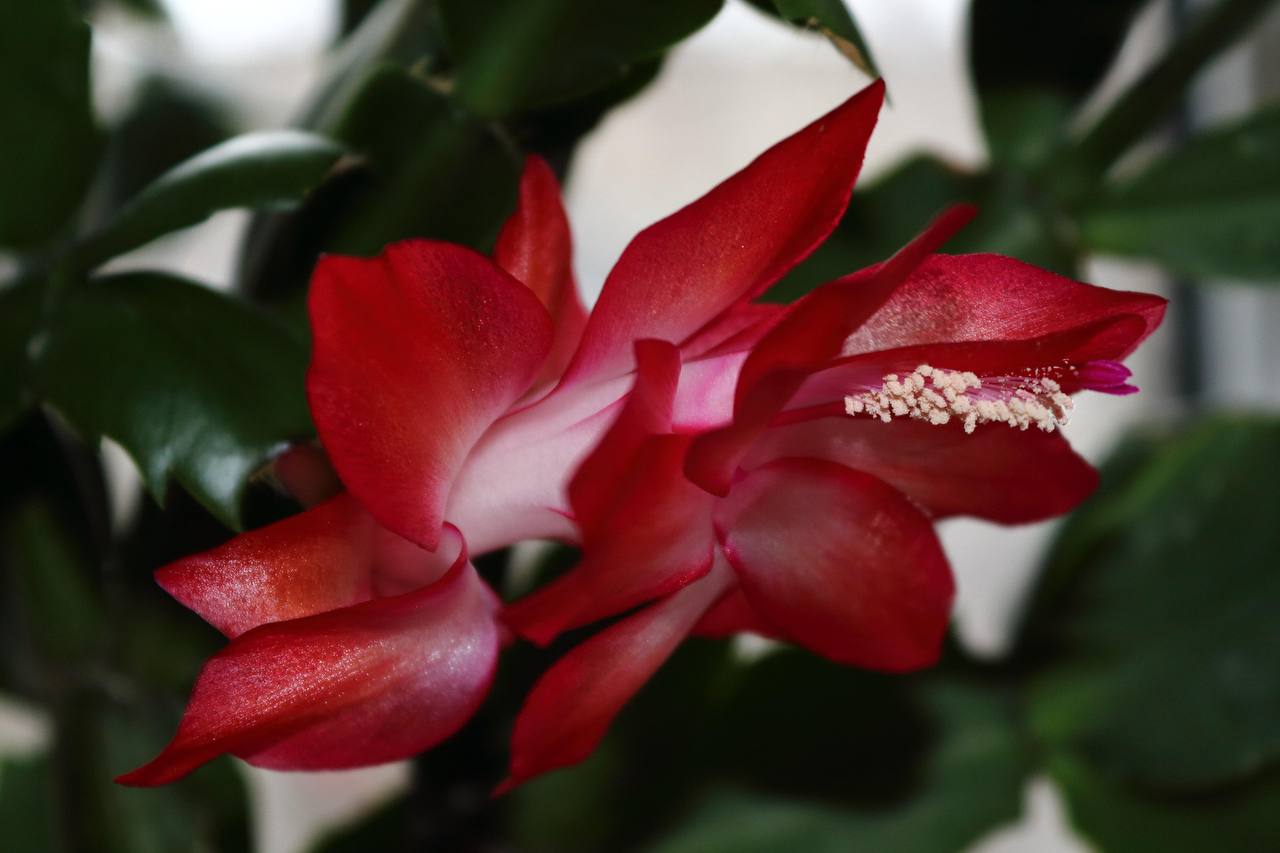 Квітникарі розповіли, як підгодовувати декабриста чорним чаєм наприкінці лютого