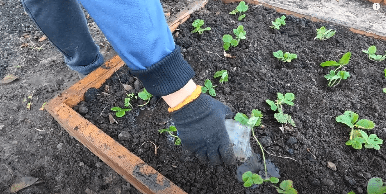 Городник розповів усі тонкощі жовтневої посадки полуниці у 2025 році