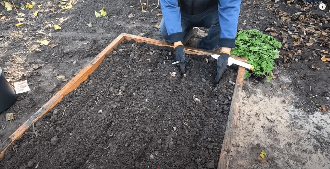 Городник розповів усі тонкощі жовтневої посадки полуниці у 2025 році