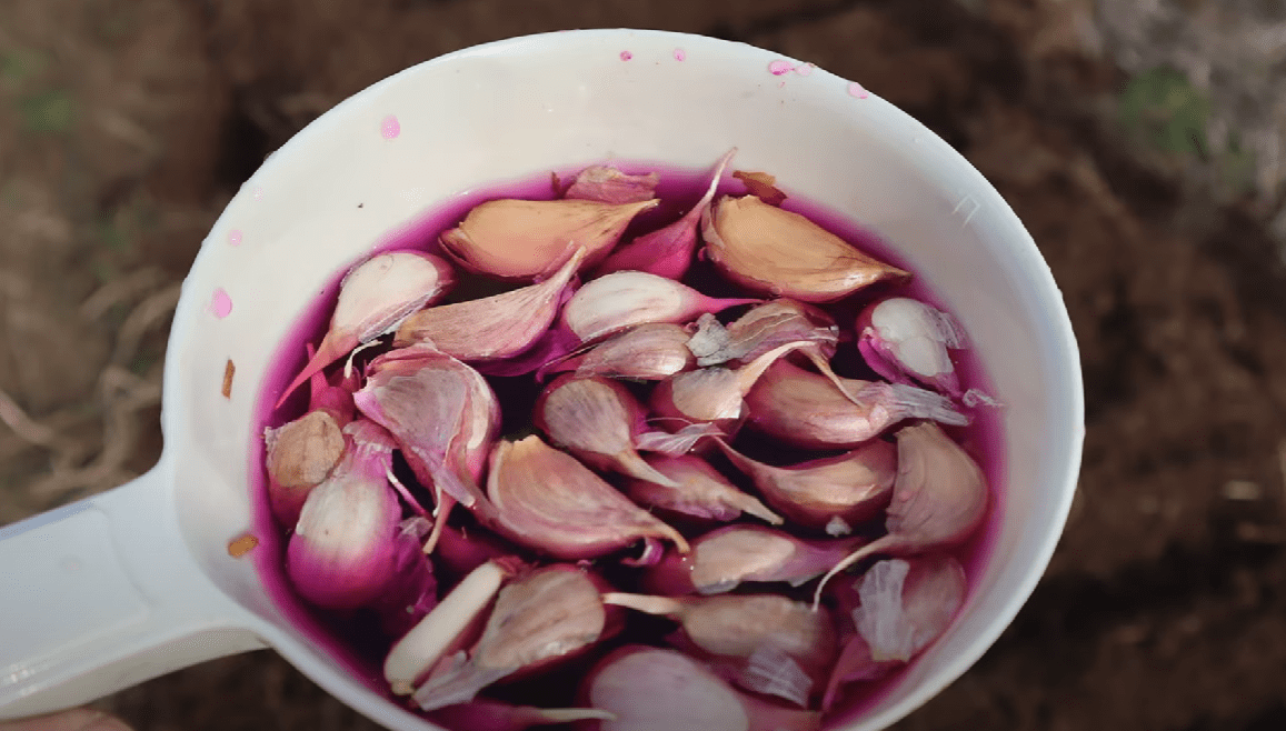 Городниця розповіла, що треба зробити з часником перед посадкою