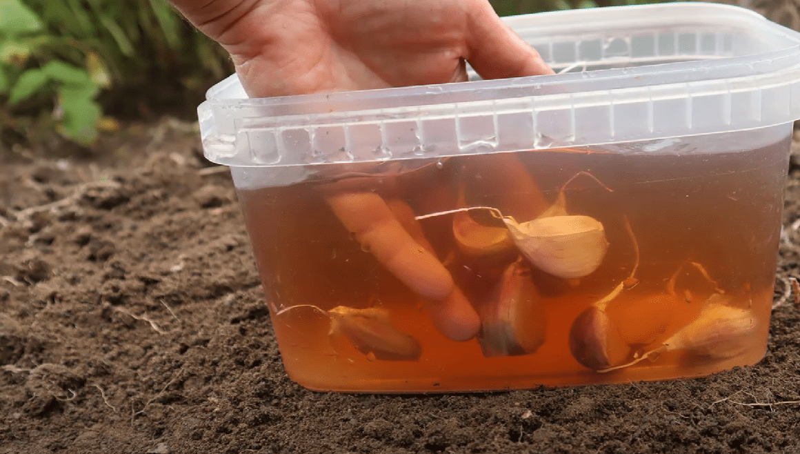 Городниця розповіла, що треба зробити з часником перед посадкою