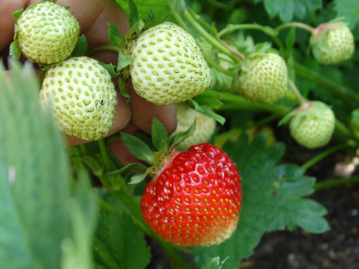 Експерти розповіли, як доглядати за полуницею у жовтні для кращої врожайності наступного року