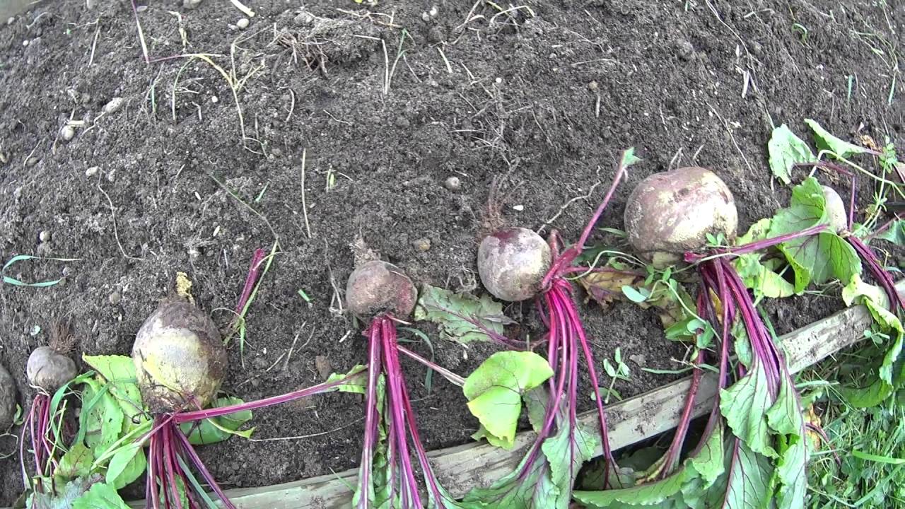 Агрономи розповіли, коли восени збирати врожай буряків