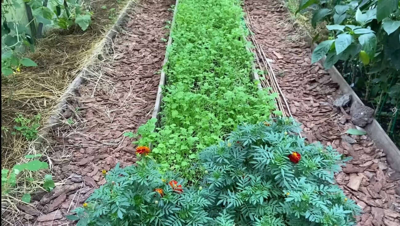 Городники розповіли, що варто садити після збирання моркви
