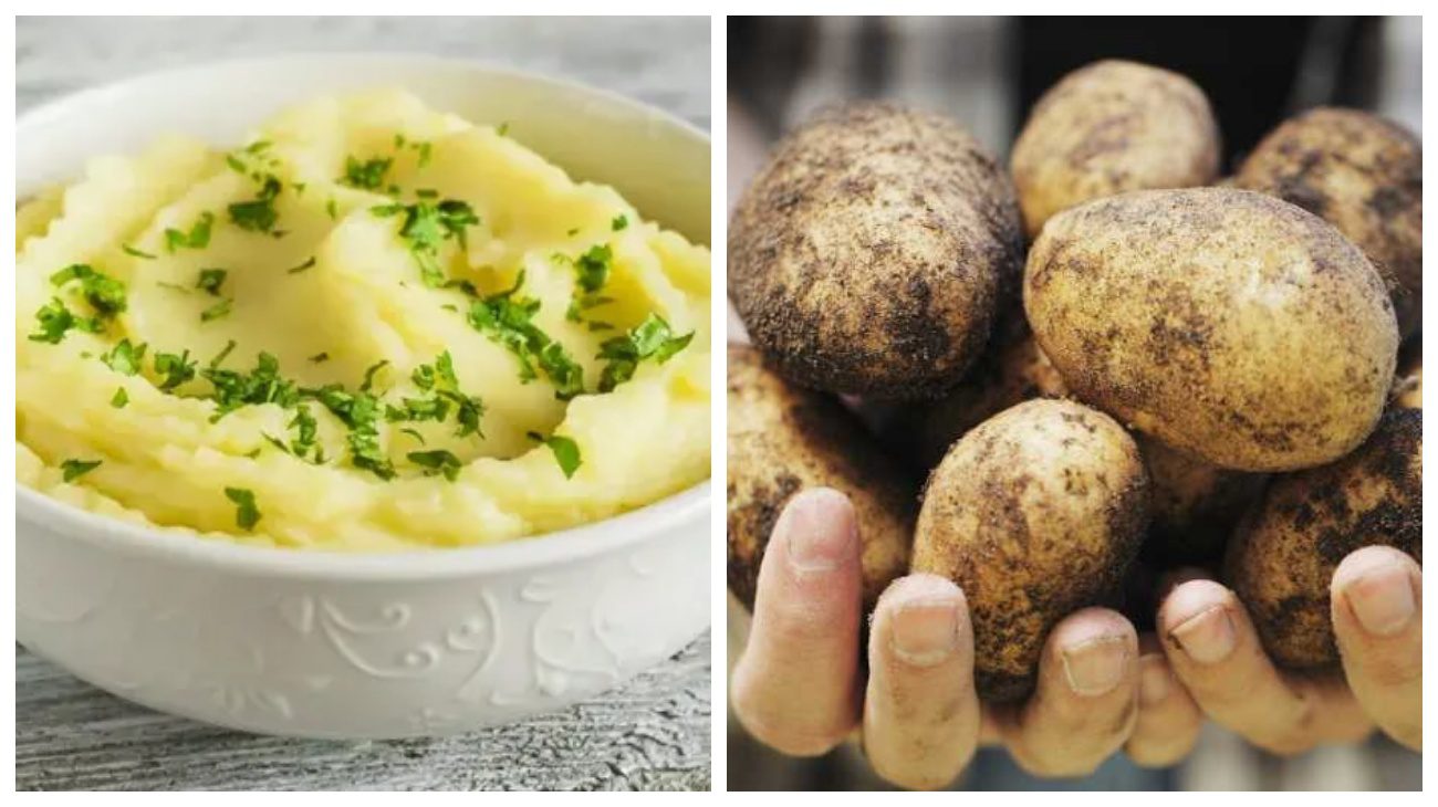 Експерти назвали 5 сортів найкращої картоплі для посадки