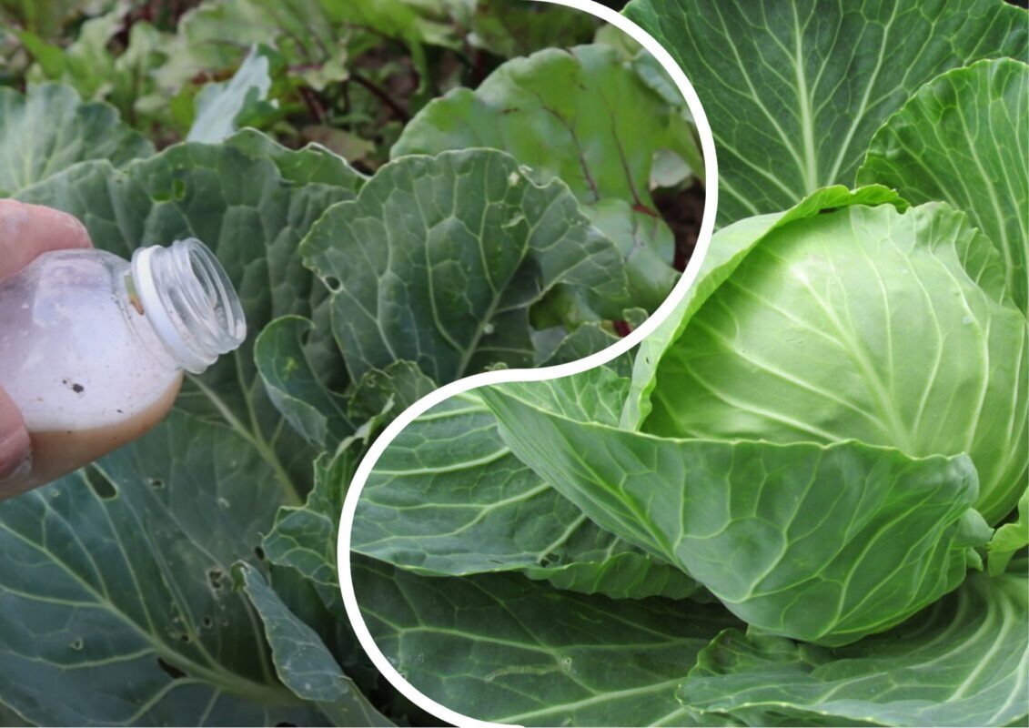 Городники з  Закарпаття розповіли, чим підгодувати капусту наприкінці сезону