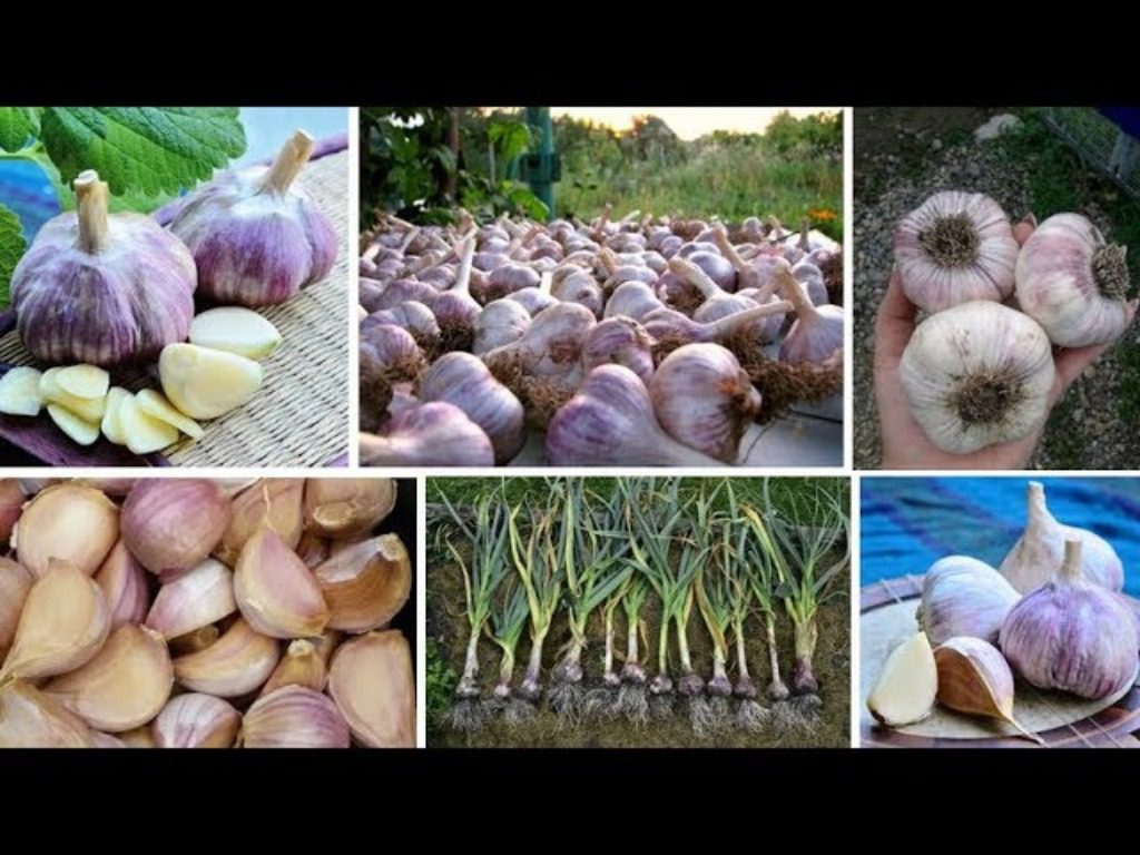 Сорт часнику Софіївський