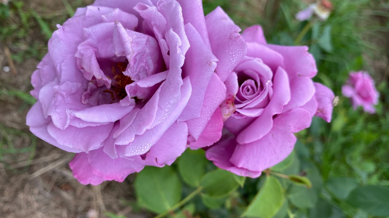 Квітникарі розповіли, як правильно розмножувати троянди у відкритому ґрунті