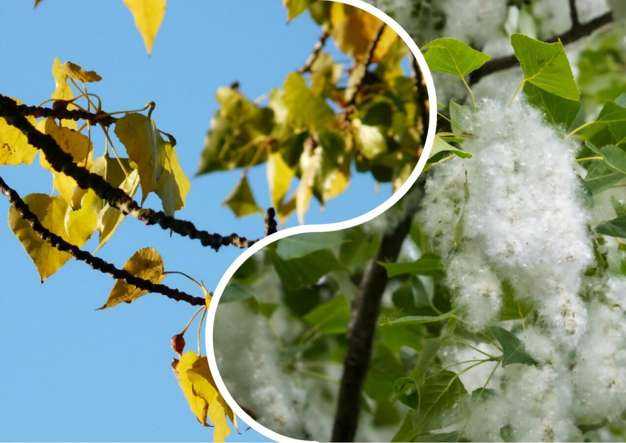 Садівники розповіли, які 5 дерев можуть зруйнувати фундамент 