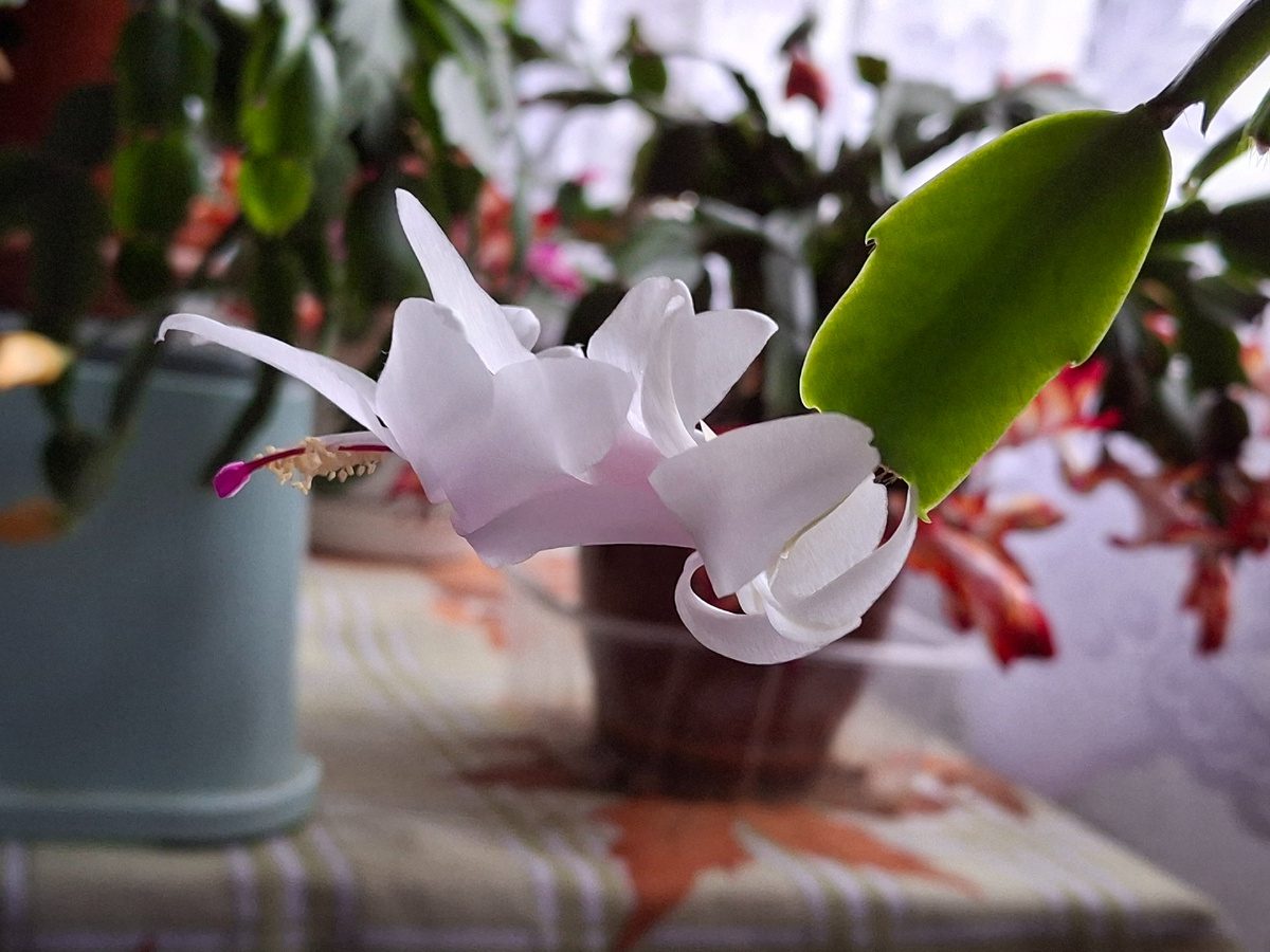 Садівники розповіли, як покращити цвітіння декабриста простим і доступним добривом