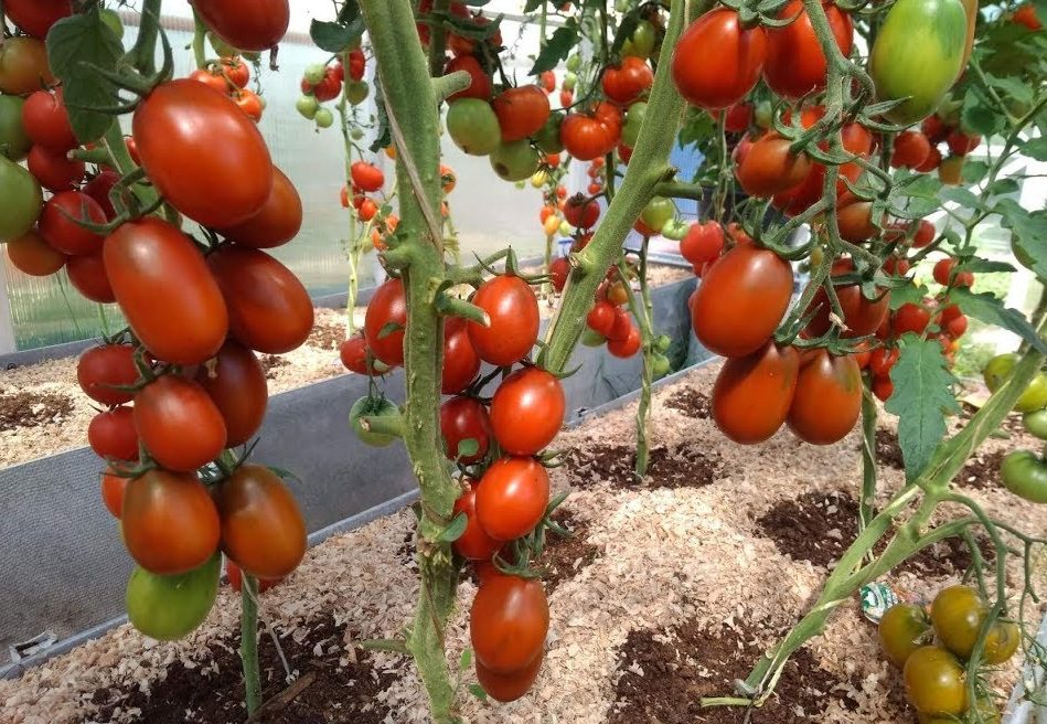 Експерти назвали найкращий сорт помідорів для консервування і салатів