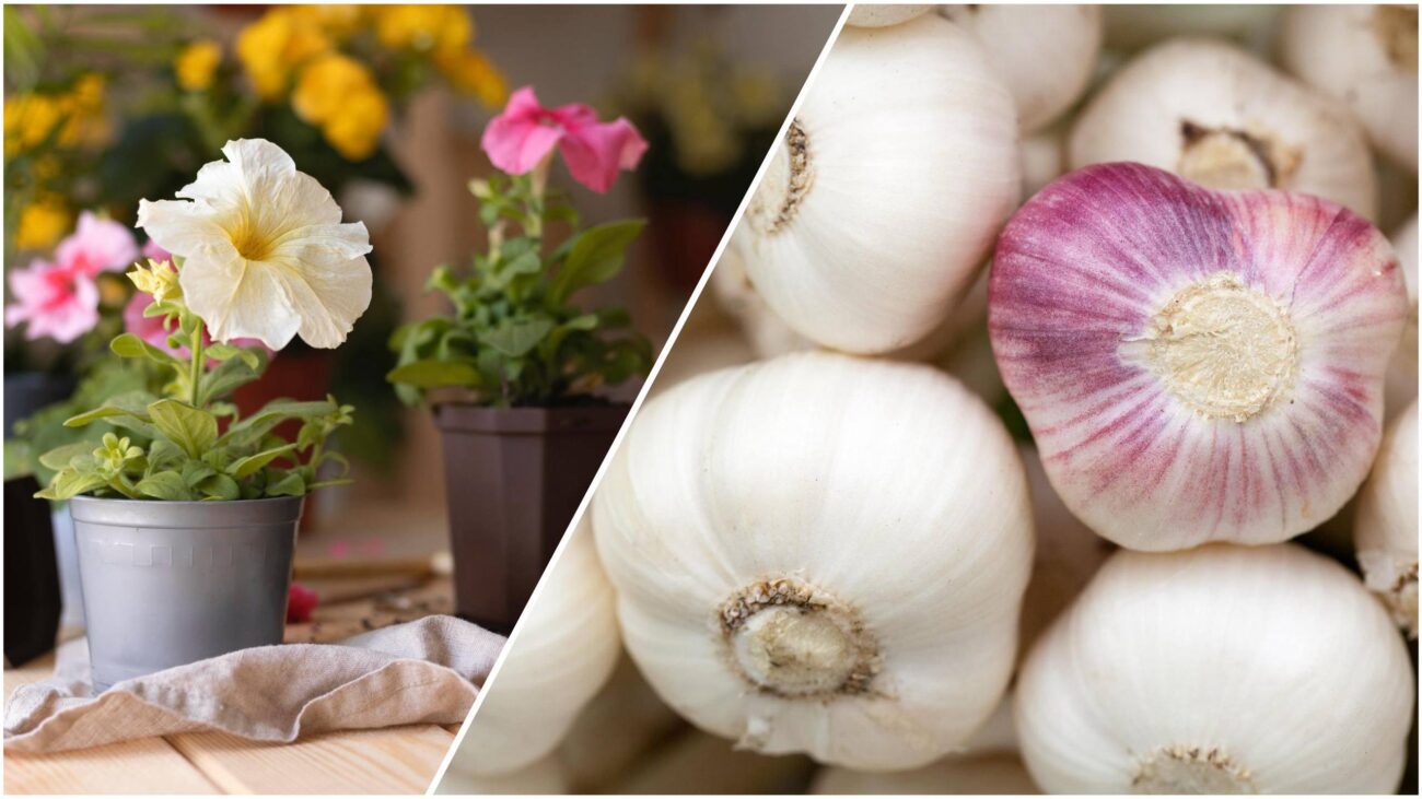 Квітникарі розповіли, навіщо класти зубчики часнику в горщики з квітами