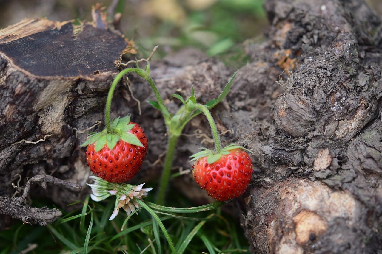 Розповсюджені помилки при догляді за полуницею восени