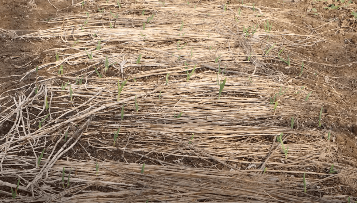 Городники розкрили всю правду про посадку озимого часнику