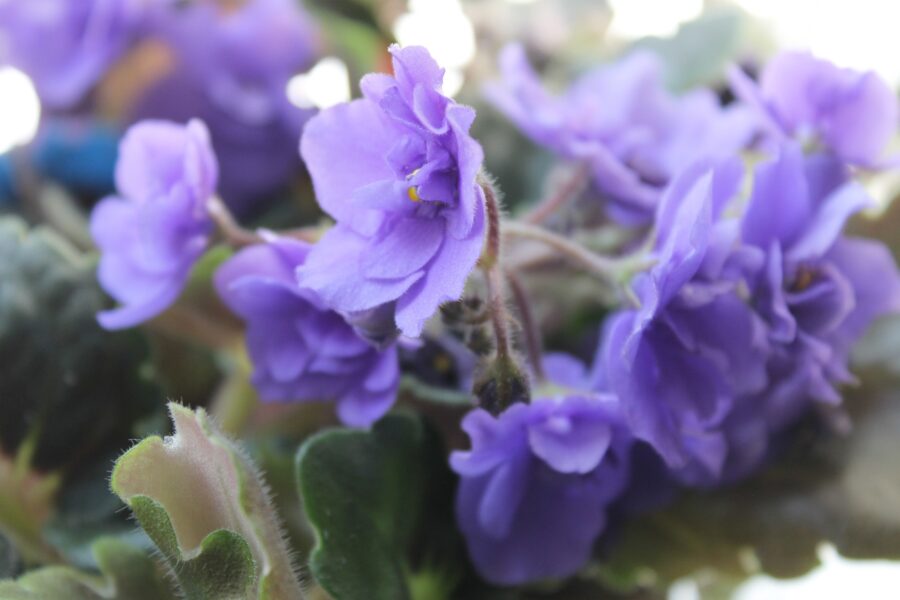 Квітникар розповів, за якою ознакою можна зрозуміти, що фіалку не треба поливати 