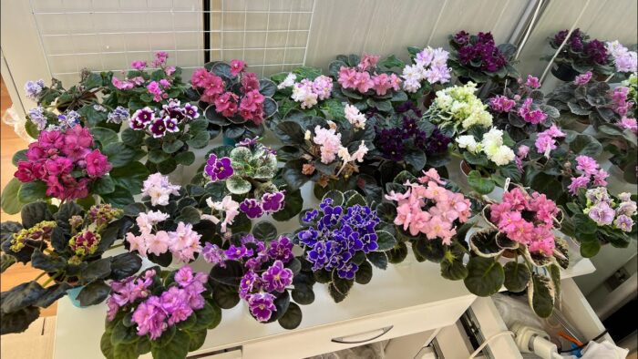 Квітникар розповів, за якою ознакою можна зрозуміти, що фіалку не треба поливати 