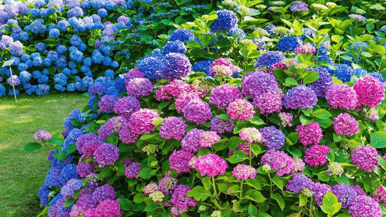 Квітникарі розповіли, чим слід підгодувати гортензію наприкінці поточного сезону