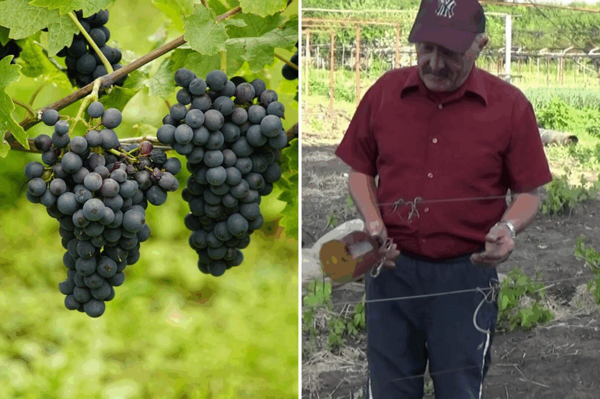 Як захистити виногад від заморозків