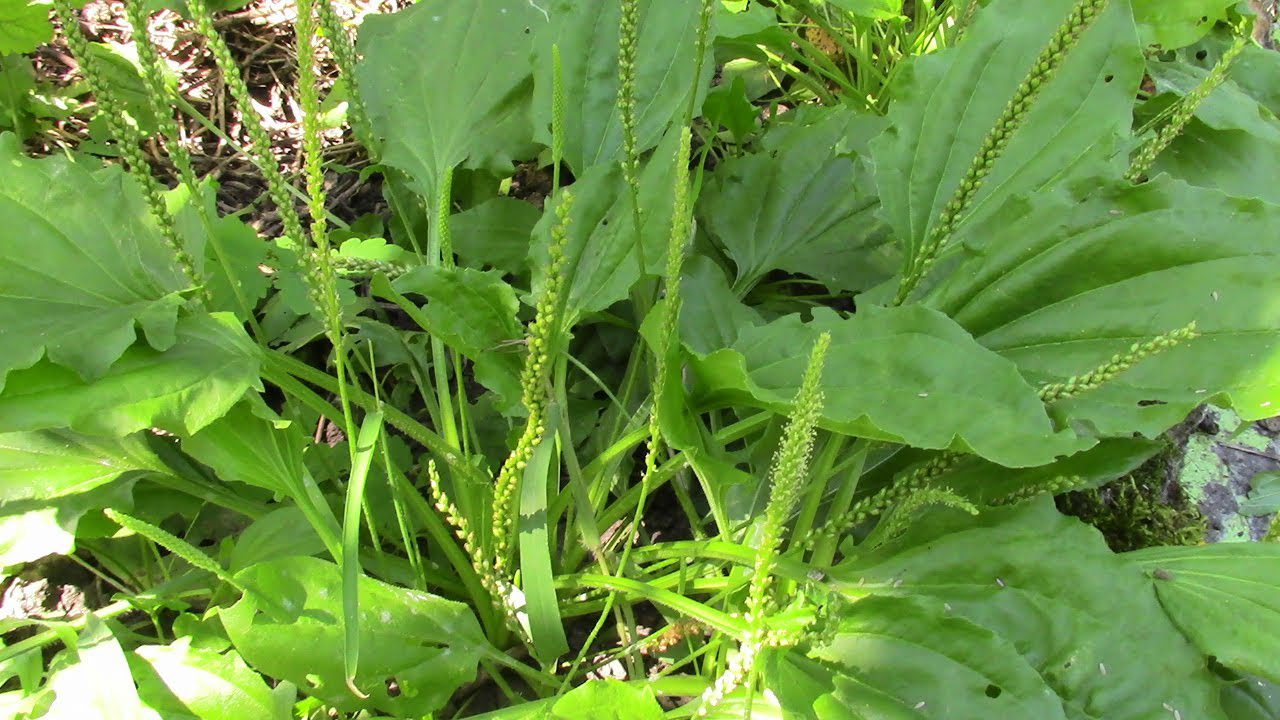 Як позбавитись від бур'янів за допомогою золи 