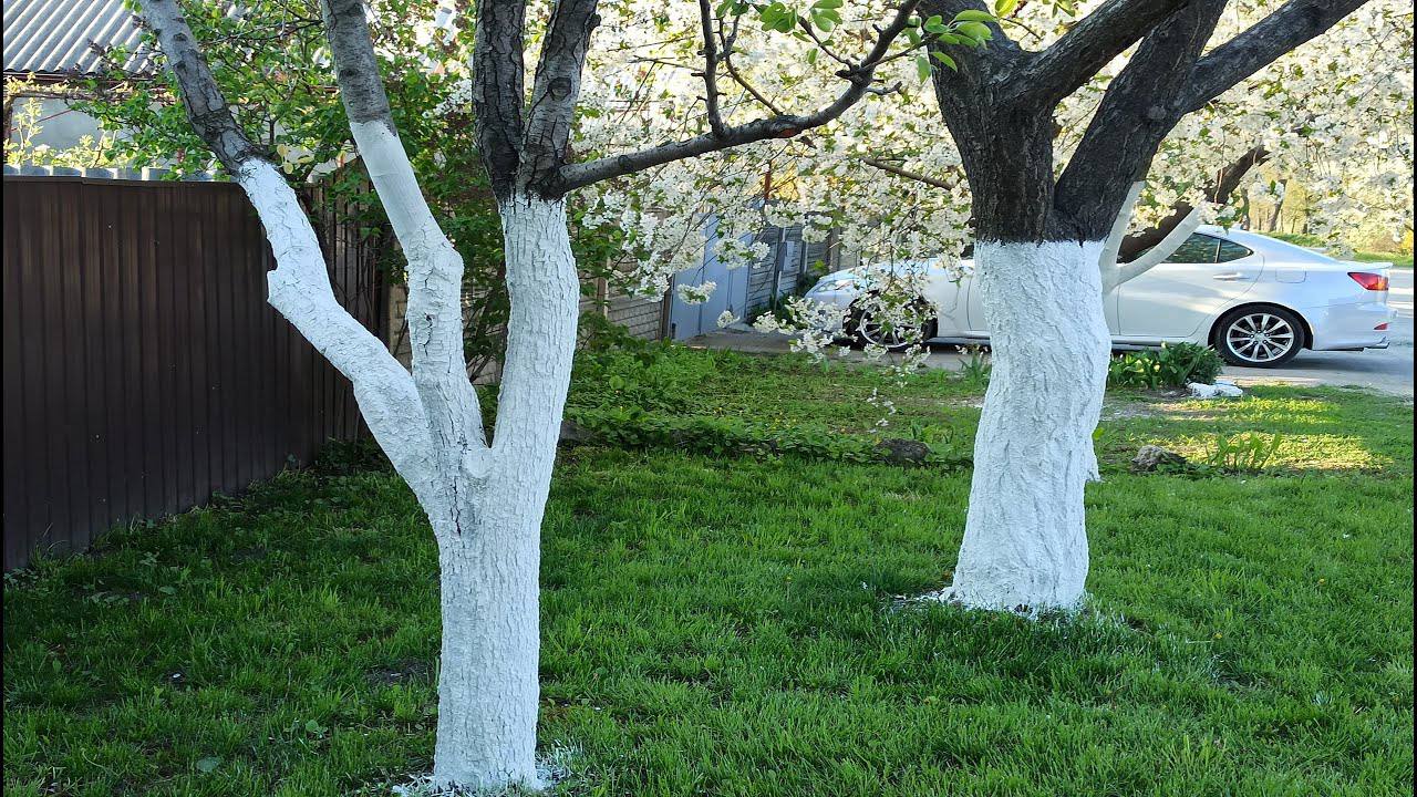 Експерти розповіли, як правильно готувати побілку для дерев