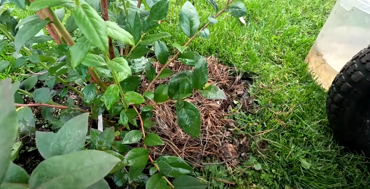 Городник розповів 3 секретні кроки до мега врожаю лохини: осінній догляд