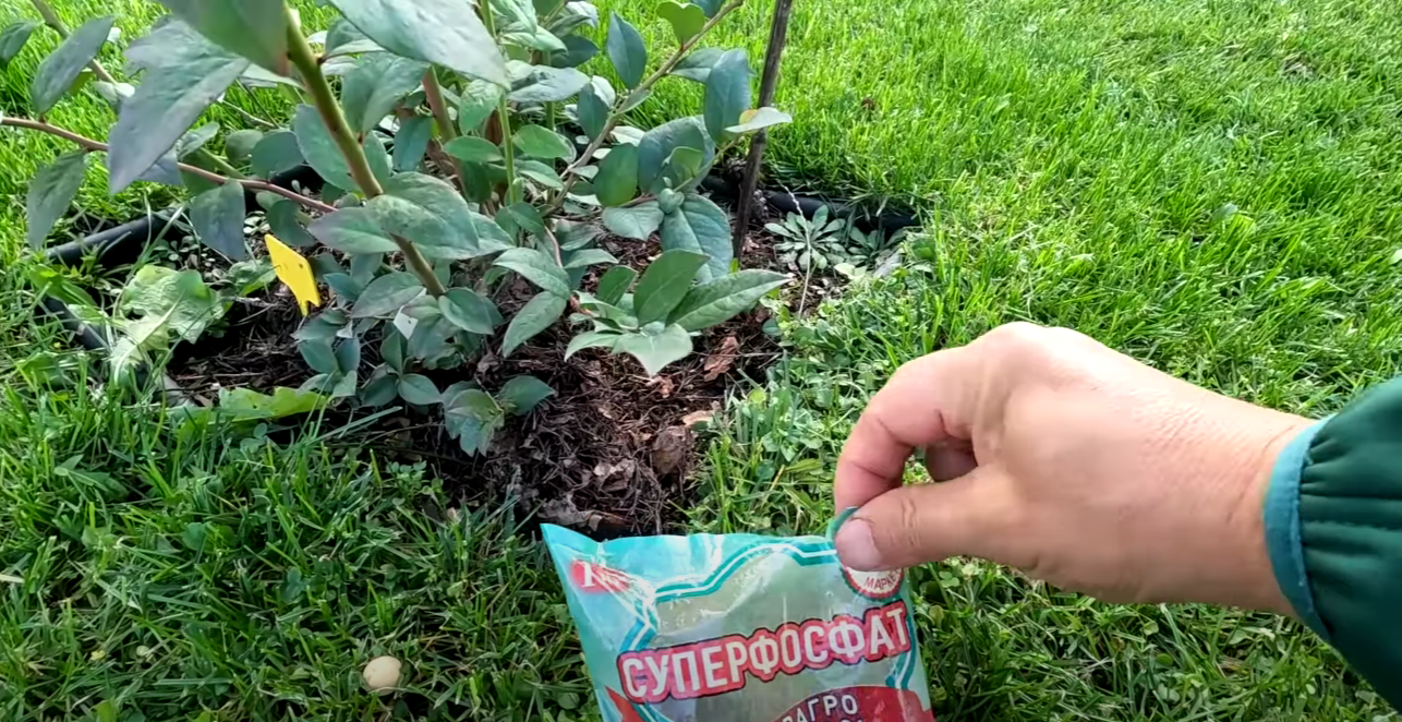 Городник розповів 3 секретні кроки до мега врожаю лохини: осінній догляд