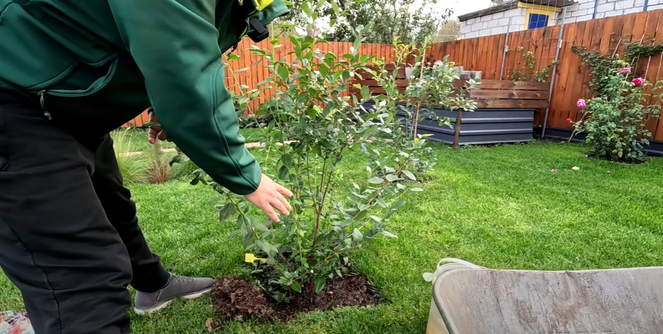 Городник розповів 3 секретні кроки до мега врожаю лохини: осінній догляд