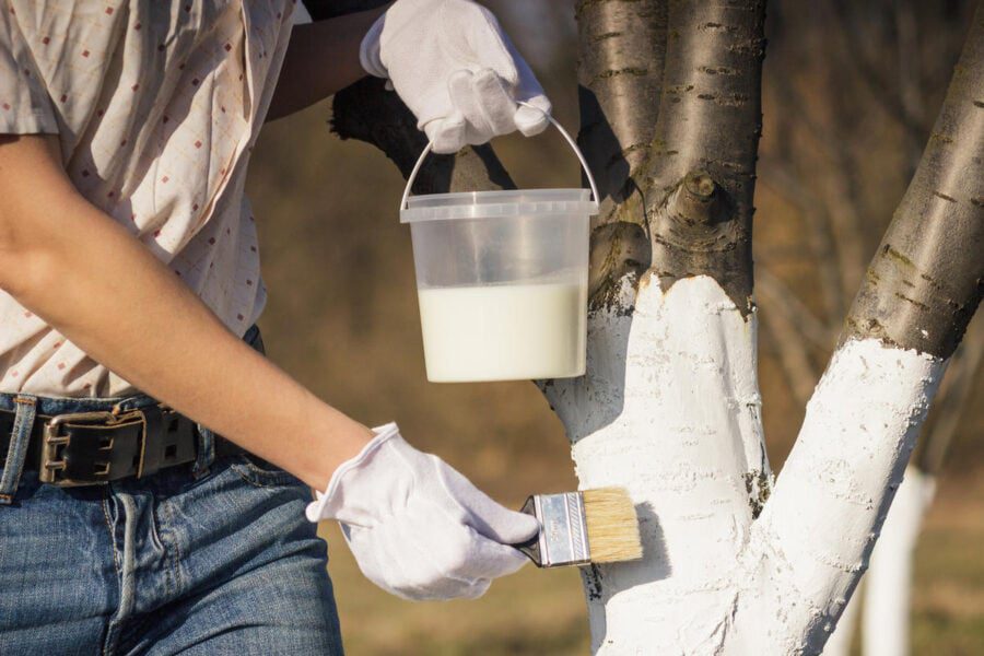 Садівники поділилися рецептом розчину для побілки дерев