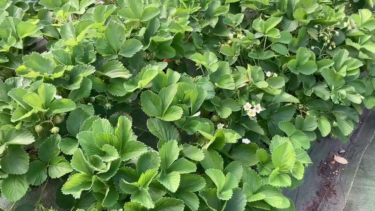 Городники розповіли, чим замульчувати полуницю восени
