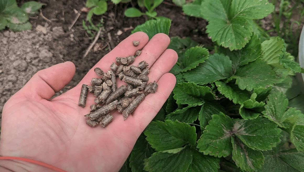 Городники дали рецепт живильного осіннього підживлення для полуниці
