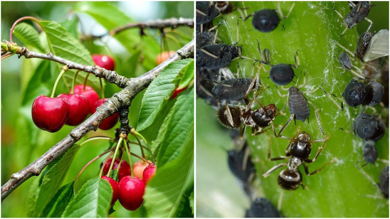 Садівники розповіли, як за допомогою шкарпеток захистити дерева від шкідників