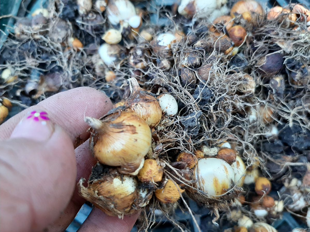 Експерти розповіли, як правильно підготувати цибулини тюльпанів до зимівлі – корисні поради