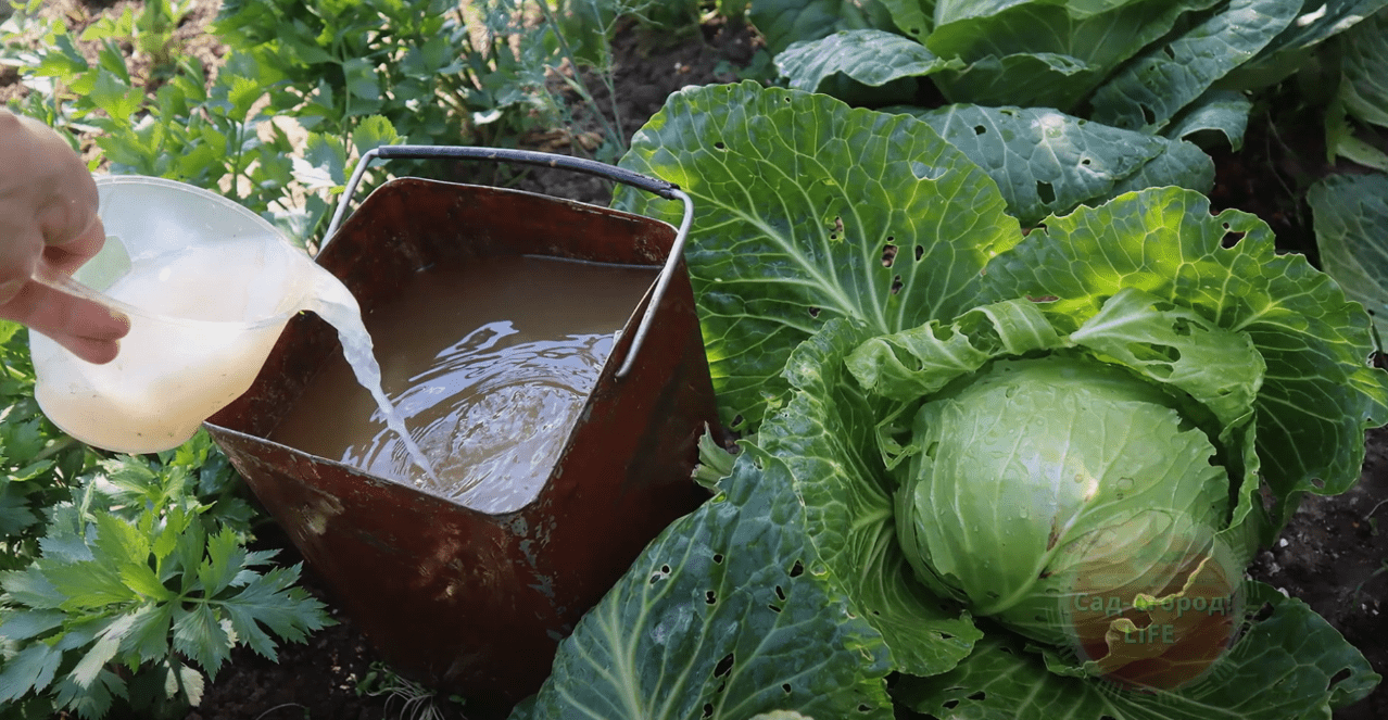 Городники розповіли, чим підгодовувати капусту перед самим збиранням урожаю