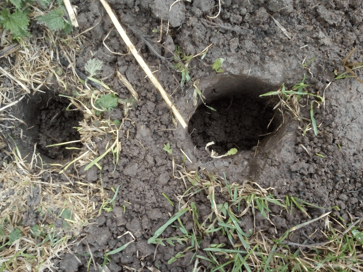 Експерти розповіли про доступний і гуманний спосіб, який допоможе позбутись від кротів на ділянці