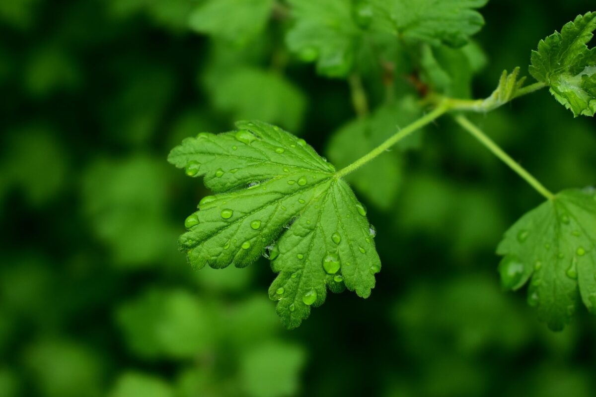 Агрономи розповіли, чим "опудрити" кущі смородини восени, щоб збільшити врожай
