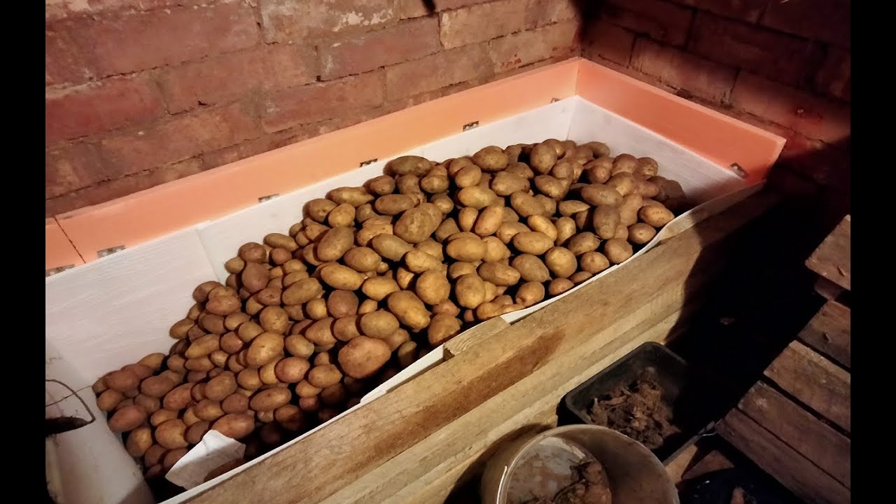 Як зберегти картоплю в погребі до наступного літа 