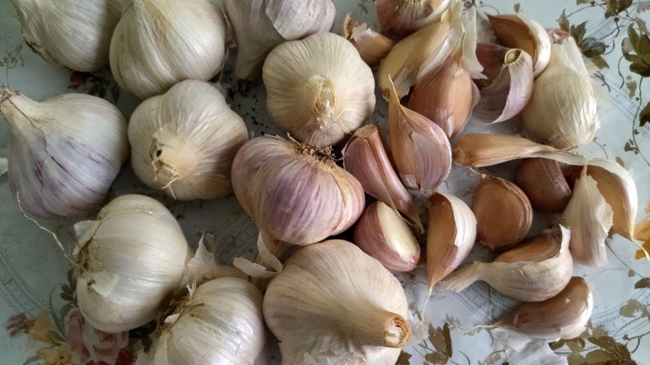 Городники назвали 5 найгірших місць для посадки озимого часнику