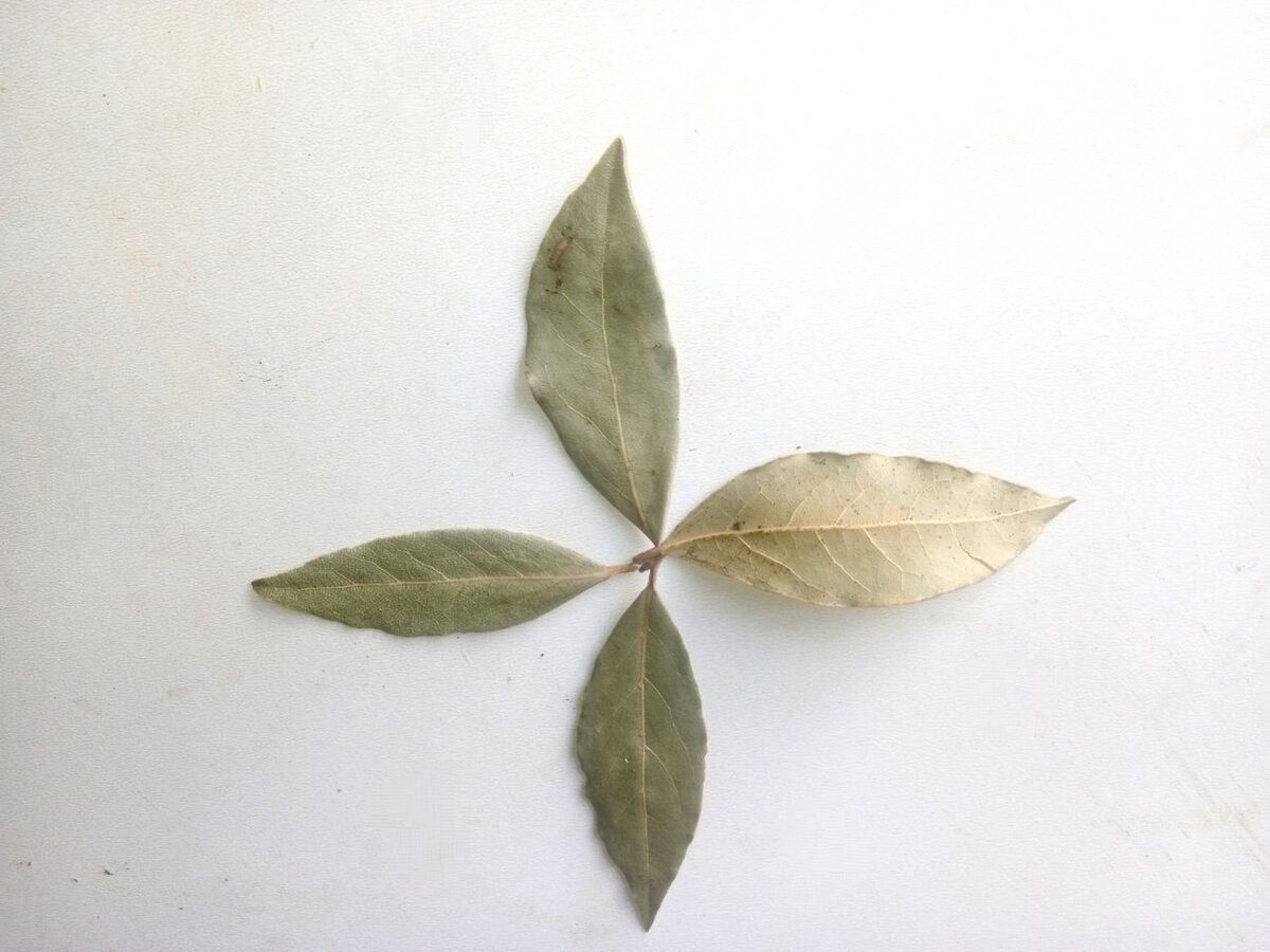 Господині розповіли, навіщо класти лавровий лист у шафу та під килим 