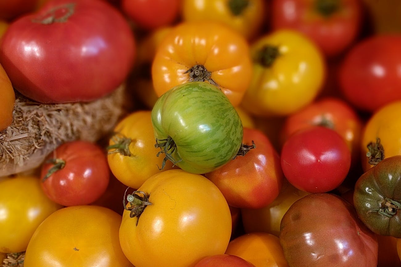 Городники розповіли, які два сорти томатів найстійкіші і найродючіші 