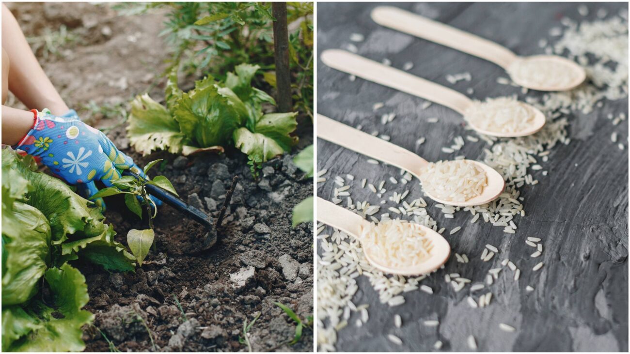 Городники розповіли, якою крупою можна підживити город, і як це працює 