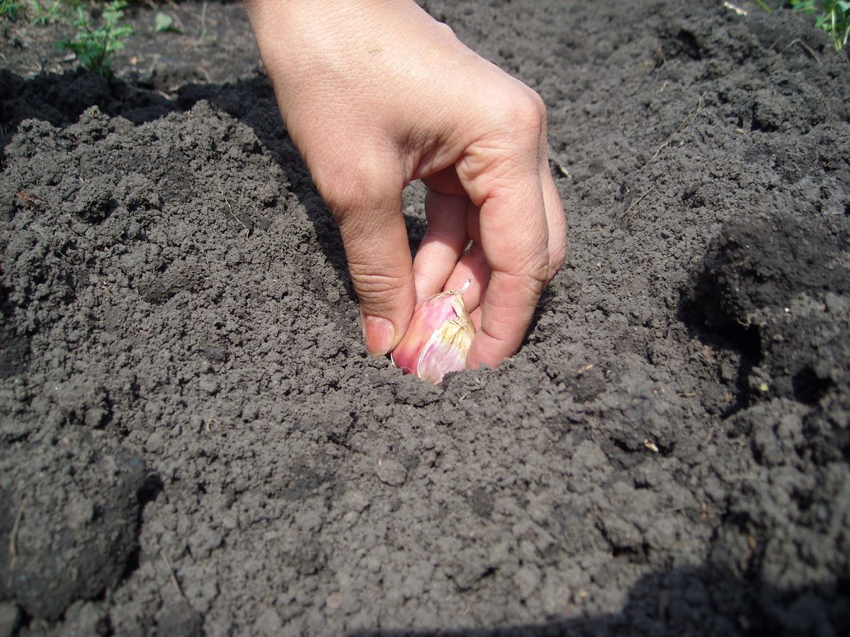 Експерти розповіли, як швидко та легко посадити часник на ділянці за допомогою пляшки